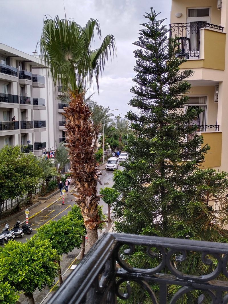 KLEOPATRA ROYAL PALM